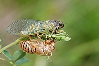 Гірська цикада (Cicadetta montana), яка тільки-но вийшла з екзувію (він поруч з нею)