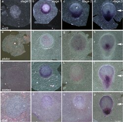 Expressie van wnt3 (a–d), pkdcc (e–h), eomes (i–l) en tbx6 (m–p). Witte pijlen markeren het uiteinde van de primitieve streep.