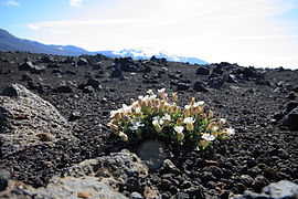 Flower near Hekla.jpg