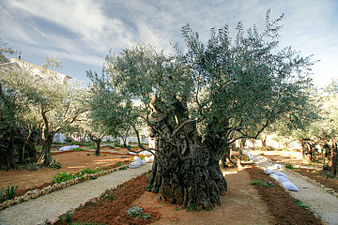 גת שמנים