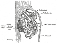 Doorsnede van de oernier van een kuiken embryo van vier dagen oud. (Stroma van de eierstok gelabeld midden links.)