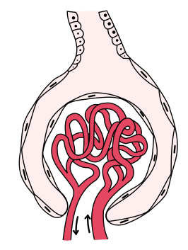 Schematische weergaven van de glomerulus.