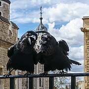 Corvus corax (Common Ravens) Jubilee and Munin, ravens at the Tower of London