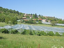 Un verger, avec des habitations au second plan.