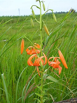 Lilium leichtlinii