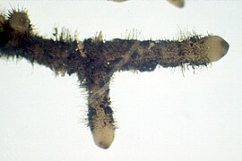 Rhizoïdes sur le rhizome de Psilotum nudum.