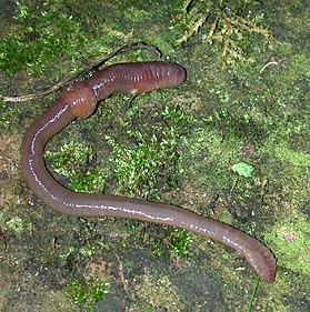 Lumbricus sp.