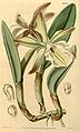 Rhyncholaelia glauca (as syn. Brassavola glauca) plate 4033 in: Curtis's Bot. Magazine (Orchidaceae), vol. 69, (1843)