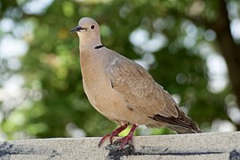 Streptopelia decaocto in Athens, 20240531 1236 9610.jpg