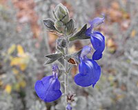 Salvia chamaedryoides