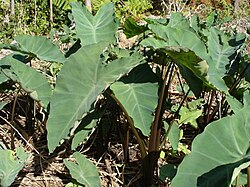 Κολοκασία η εδώδιμος, (Colocasia esculenta).