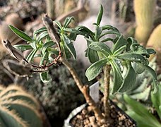 Tylecodon viridiflorus