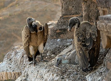 Burung Hereng Paruh Panjang