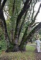 This single Umbellularia lignotuber in Doyle Community Park supports multiple mature sprouts.