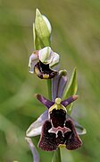 Ophrys × baldensis