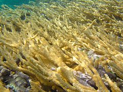 Acropora prolifera