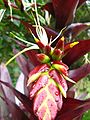 Teilblütenstand mit Blüte