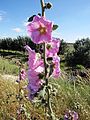 Alcea setosa