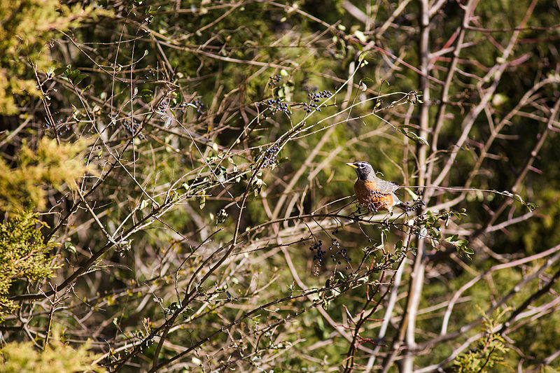 File:American robin (24371861074).jpg