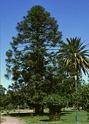 Araucaria Mendoza.jpg