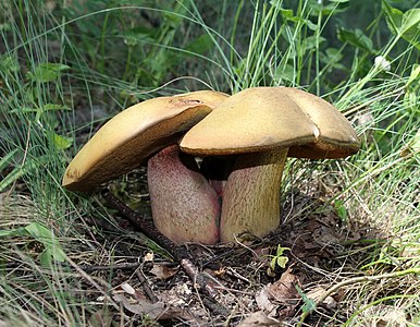 Boletus luridus (Lurid Bolete)