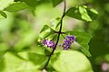 Podčeleď Callicarpoideae: kvetoucí krásnoplodka Callicarpa japonica