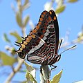 Invertebrado: Mariposa del madroño