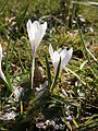 Crocus albiflorus in einem Sammlungsgarten