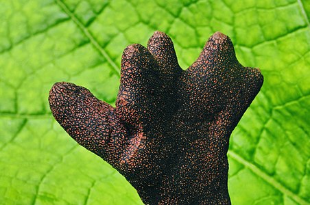 Xylaria polymorpha (Dead Man's Fingers)