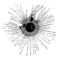 A. sol bei der Nahrungsaufnahme. Illustration (1852)