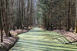 Ditch in Spandauer Forst 2021-03-30 02.jpg