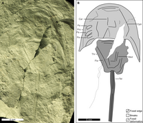 Fig-4-full Holotype of Attenborolimulus superspinosus gen. et sp. nov.png