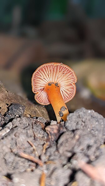 File:Hygrocybe miniata 289550689.jpg