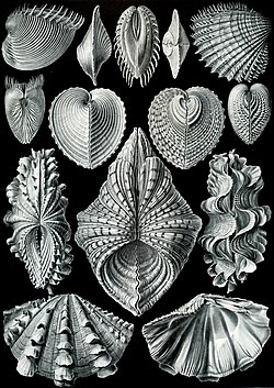 "Acephala" úr Ernst Haeckel, Artforms of Nature, 1904