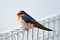 Hirondelle messagère (Hirundo neoxena).