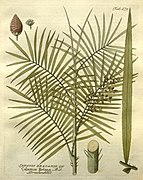 Rotin (Calamus rotang), un Calamoideae