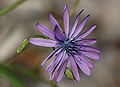 Lactuca perennis