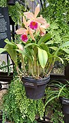 Longwood Gardens - Brassocattleya.jpg