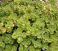 Plectranthus arabicus