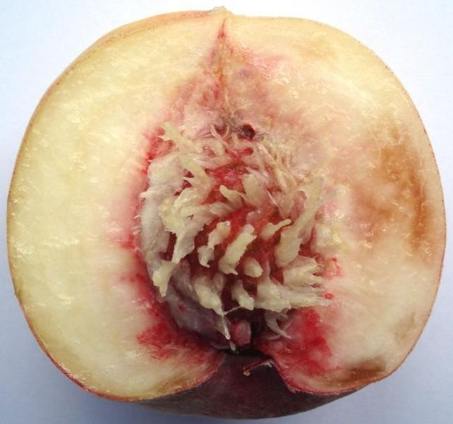 File:Prunus persica - Roter Ellerstaedter - half fruit.JPG