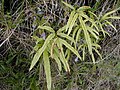 Kreta pterido (Pteris cretica)