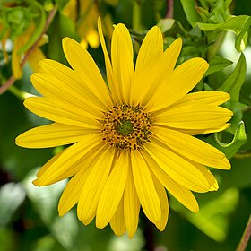 Silphium perfoliatum