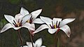 Tulipa clusiana è un tulipano ornamentale, originario dell'Asia e occasionalmente inselvatichito in Norditalia