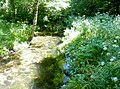 La Rivière de Pont-l'Abbé en amont de l'étang du Moulin Neuf (limite communale entre Tréméoc et Plonéour-Lanvern) 2.