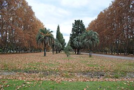 Avenida de plátanos, cipreses y palmeras yatay.jpg