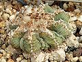 Aztekium ritteri