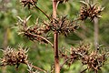 Agave angustifolia