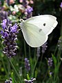 Amrum Nebel Kleiner Kohlweißling (Pieris rapae)