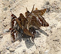 Apatura iris (Purple Emperors) and Apatura ilia (Lesser Purple Emperors)