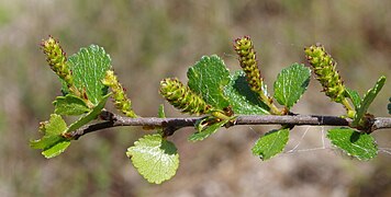 Betula nana ÖBG 2012-05-13 04.jpg